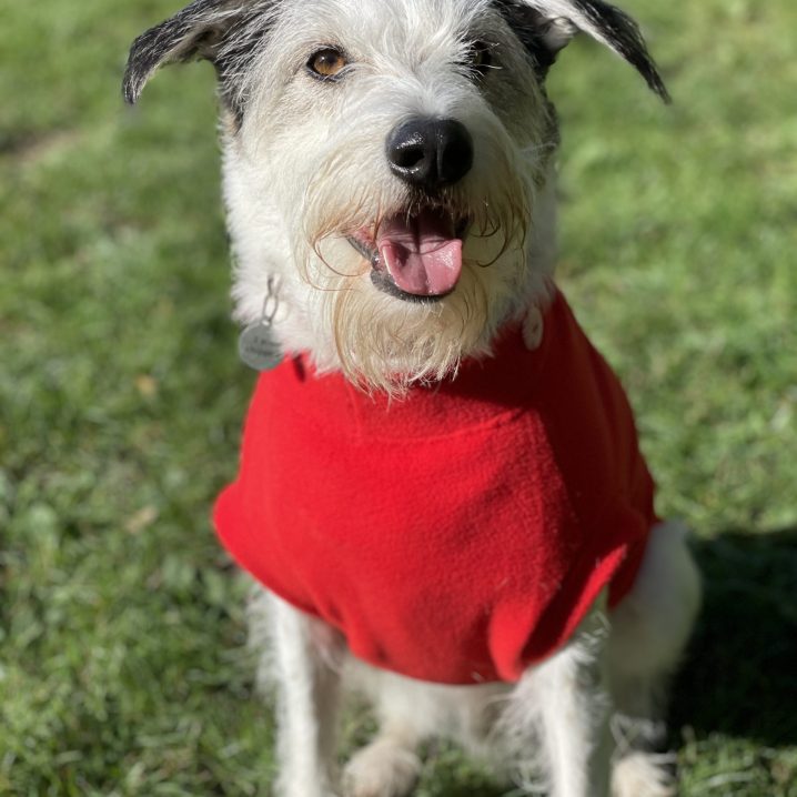 Fleece Tee ~ Large Breed